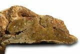 Triassic-Age Petrified Wood Log - Madagascar #378897-3